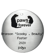 PDSA Tag for Bronson "Scooby . Beauty" Foster